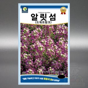 알릿섬 드워프핑크 100립 알리섬 월동 가능 분홍색 고급 꽃 씨앗 씨 종자