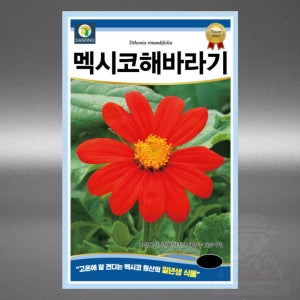 멕시코 해바라기 50립 고온 가뭄에 강한 일년생 고급 꽃 씨앗 씨 종자
