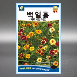 백일홍 페르시안카펫 150립 멕시코 백일홍 혼색 일년생 고급 꽃 씨앗 씨 종자