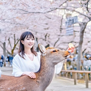 교토나라버스투어 오사카 출발 청수사 후시미이나리 사슴공원 현지 투어