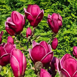 목련 지니 묘목 17cm 조경수 특묘 대림묘목농원