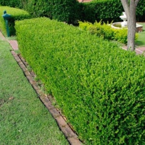 회양목 삽목 관상수 묘목 특묘 대림묘목농원 1세트 5주(3년생)