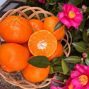 레드향 제주 산지직송 대용량 10kg