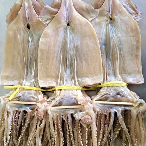 마른오징어 건오징어 20미