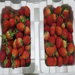 논산 대용량 생딸기 1.8kg 제철 직거래 벌크형 쨈청용