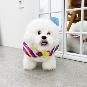 드리미펫데이즈 국산 오색빛 단아 케이프 (강아지 명절 한복 스카프 반려동물 설빔)