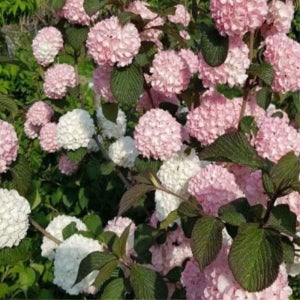 설구화 오데마리 나무 묘목 4년생 목수국 개화주 다간형 특묘 수국