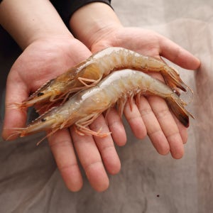 제철 자연산 특대 암대하 왕새우