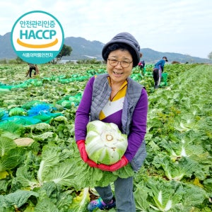 해남 절임배추 20KG HACCP 김장배추