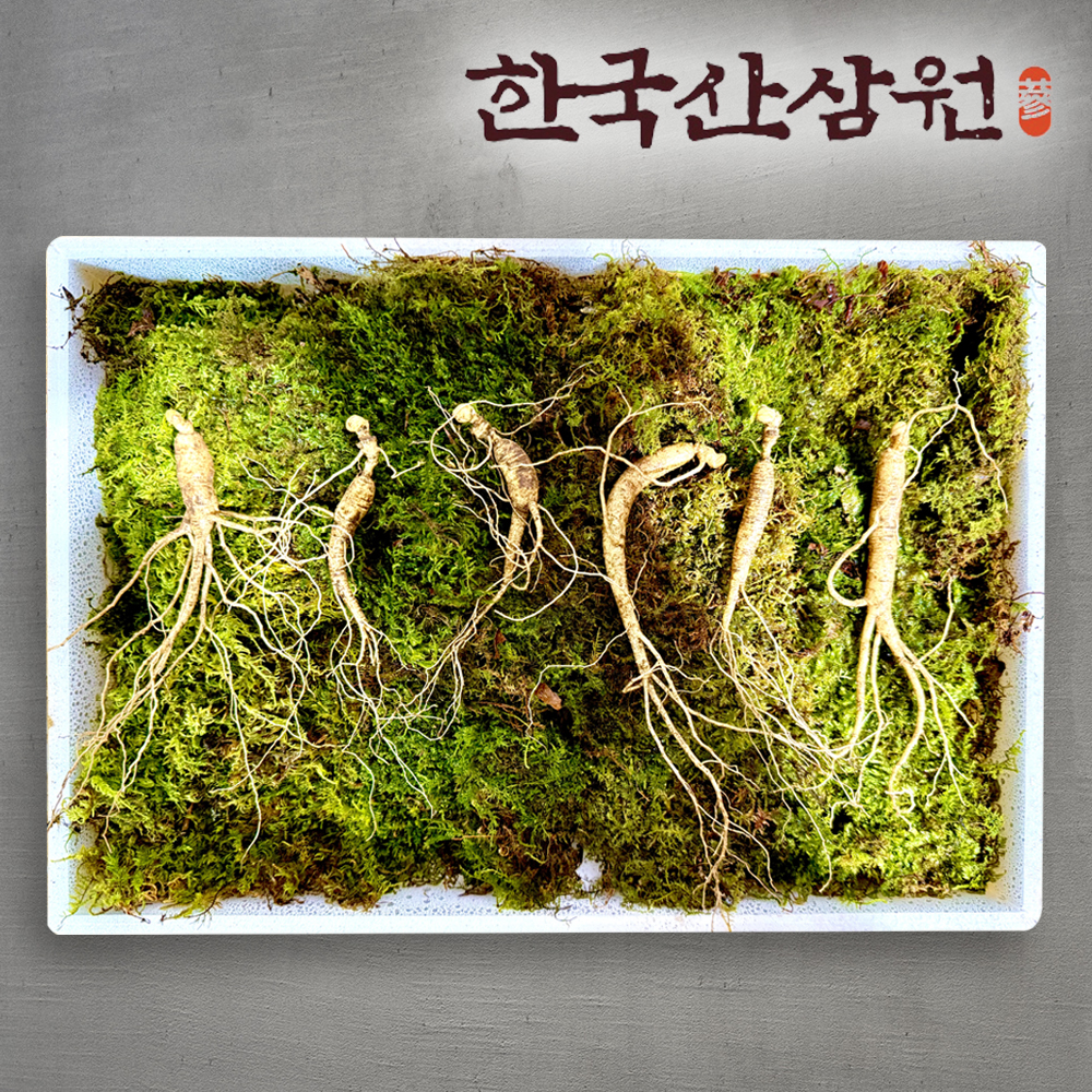 한국<b>산삼</b>원 <b>산양</b><b>산삼</b> 장뇌삼 <b>산양삼</b> 5-6년근 6뿌리 정삼