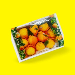 황금봉 제주 한라봉 명절 선물 세트