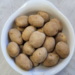 강원도 수미 씨감자 감자 종자 대서 감자씨 4kg