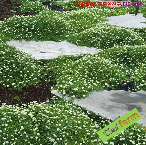 <b>아이리쉬</b> <b>모스</b> 씨앗 1,000립 (Irish Moss |)