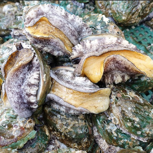 완도전복 15미 1kg 완도산 참전복 대사이즈