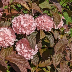 화분묘 핑크오데마리 분홍설구화 개화주