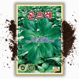 곤드레 씨앗 30g 국내산 민속채소 나물 대용량 씨앗 종자