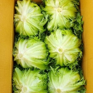 (설농산) 국내산 산지직송 양상추 벌크 12통 1박스