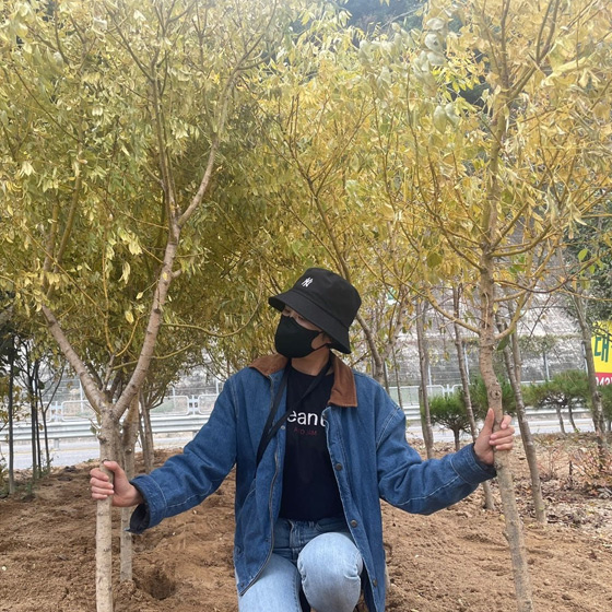 황금<b>회화나무</b> 묘목 정원수 울타리나무 묘목 R3-4점 분묘 R4-5점 분묘