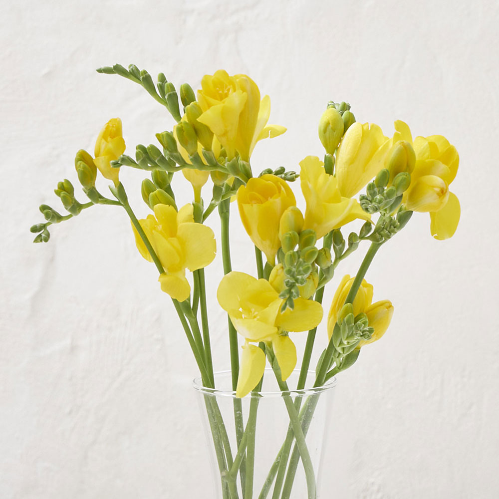 꽃피는날에 프리지아 튤립 꽃다발