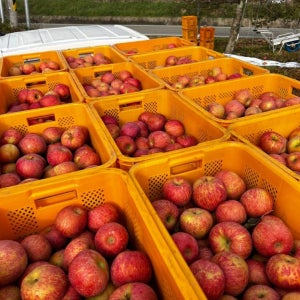 경북 청송사과 3kg 5kg 못난이 홍로 가정용 부사 꿀 사과