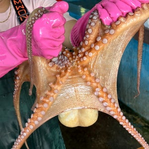 국내산 고흥 자연산 문어 1kg