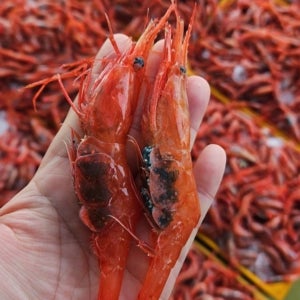 국내산 자연산 제철 생물 급냉 급속냉동 횟감용 횟감 아마애비 아마에비 홍새우 단새우 1kg