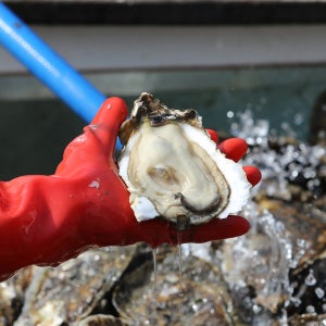 건강 망덕 포구 음식 섬진강 하동 신선한 자연산 벚굴 15kg 벗굴 강굴 산지 채집 직송