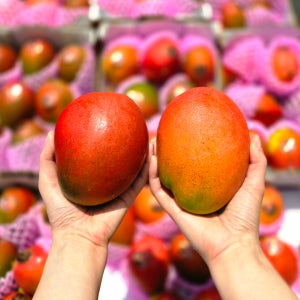 [항공직송] 프리미엄 페루 애플망고 4kg, 무지개망고 마하차녹, 골드망고 5kg