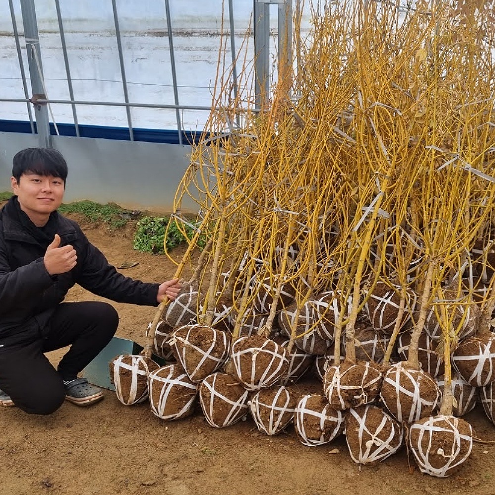 황금<b>회화나무</b> 묘목 4년생 분묘