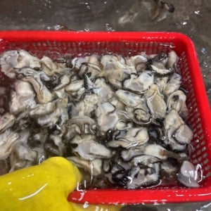 제철밥상 통영 산지직송 햇 생굴 1kg