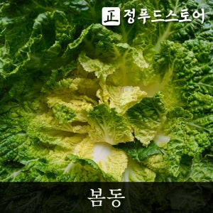 아삭아삭 봄동배추 겉절이용 봄동