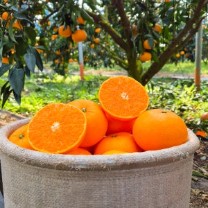 당도선별 3대 가업의 자부심 제주 천혜향 가정용 선물용 (실중량 3kg, 5kg)