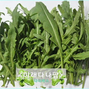 [미래다나팜] 와일드 루꼴라 1kg (국내생산 당일생산)