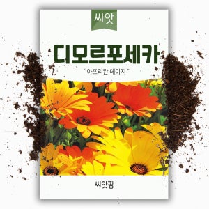 꽃씨 디모르포세카 씨앗 100립 1년생 아프리칸 데이지 꽃씨앗 야생화