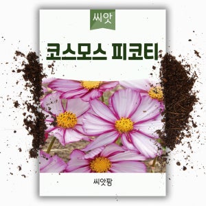 꽃씨 코스모스 피코티 씨앗 50립 1년생 꽃씨앗 야생화