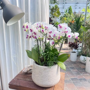 서양란 리틀쨈 미니호접란 인사이동선물 특이한 난 선물용 화분 키우기