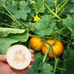 [울트라달달] 고당도 성주 꿀참외 소과 10kg 5kg 당도보장