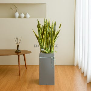 산세베리아 개업화분 승진 축하 집들이 대형화분 전국꽃배달서비스