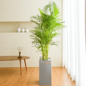 아레카야자 키우기 쉬운 반려식물 개업화분 승진 축하 집들이 대형화분 전국꽃배달서비스