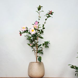 미리내가든 서향 동백나무 향기나는 겨울꽃 동백꽃 거실화분