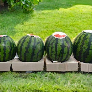 경남 창녕 하우스 꿀 수박 산지 직송 완벽 포장 5kg 4kg 3kg