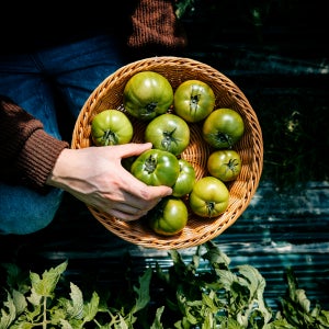 [품평회 대상] 대저 짭짤이 토마토 농장 부산 토마토 2.5kg 짭짜리