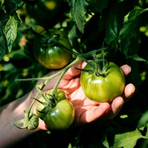 대저 짭짤이 토마토 2.5kg 고당도 부산
