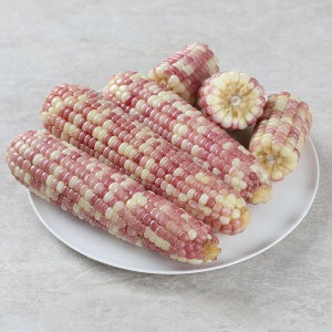 삶은 홍찰 옥수수 냉동 찰옥수수 약18cm내외 10개 15개