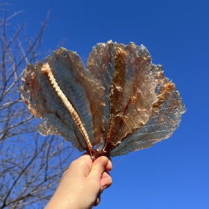 국산 남해 아귀포 한마리 통째 꼬리아귀포 250g 450g