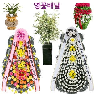 의왕화분배달 의왕꽃배달 당일화환배송