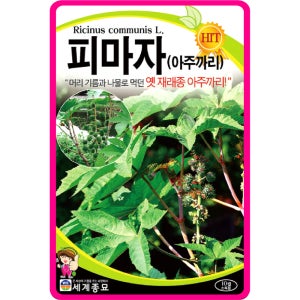 피마자씨앗 10립 / 채소씨앗 아주까리 씨앗 종자 텃밭키우기