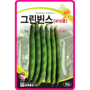 그린빈 씨앗 그린빈스 / 30립 종자 키작은콩 껍질 줄콩씨앗 동남아 채소씨앗 채소씨 봄