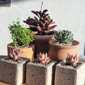 식물 꾸미기 토가 화분 만들기 체험