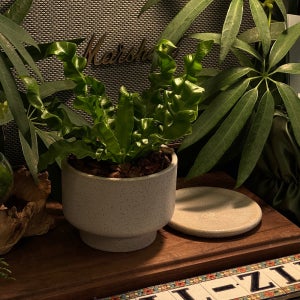 풀집 코브라아비스 모던 세라믹 팟 받침포함 고사리 키우기 쉬운 식물